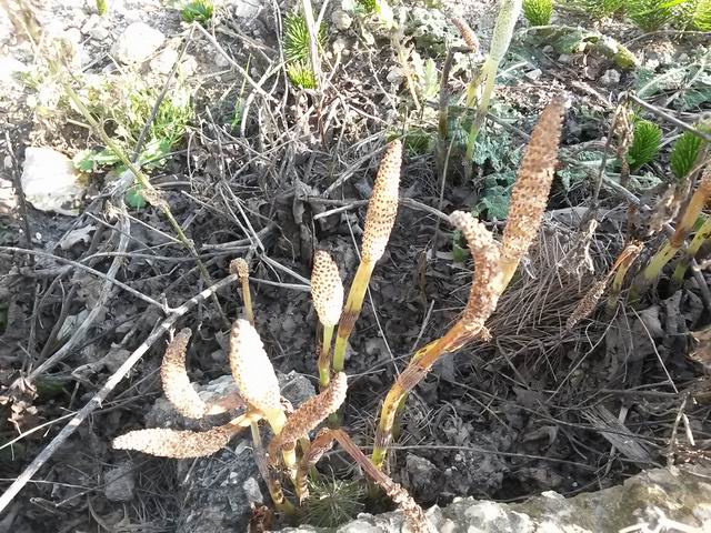 Equisetum telmateja